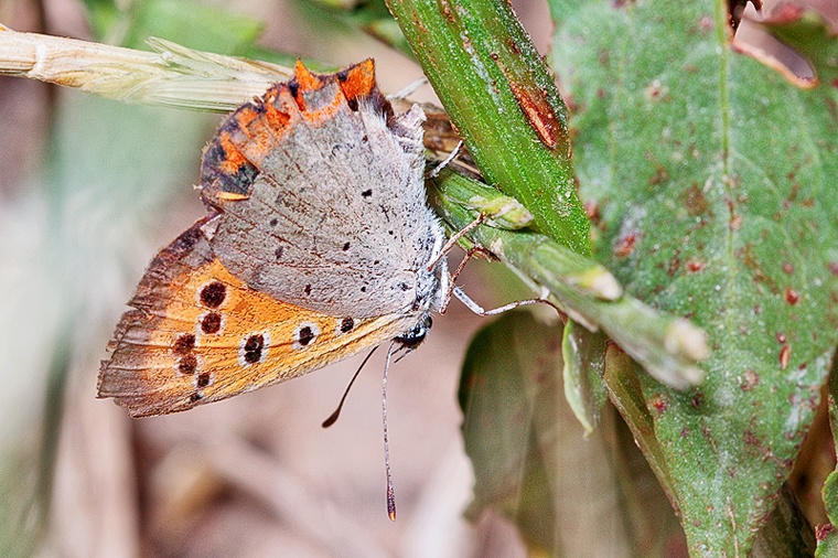 Lycaena phaeas ???